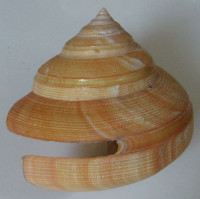 Pleurotomaria teramachii Kuroda, 1955